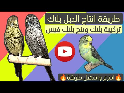 تركيبة الدبل بلاك بلاك فيس بلاك وينج 