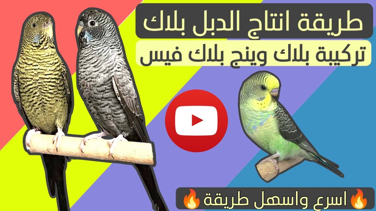 تركيبة الدبل بلاك (بلاك فيس بلاك وينج)