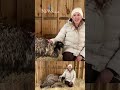 Enzo the emu: The new Wiarton Willie of Almonte