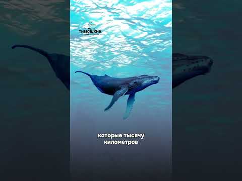 Факты про Доминиканскую республику | Доминикана на понятном | Часть 2 | Тимошкин #испанскийязык