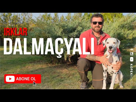 Köpek Irkları - Dalmaçya