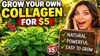 The $5 Asian Plant That Triggers Collagen Naturally — Why Isn't Everyone Growing It?