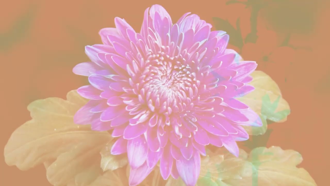 Psychedelic Blooming Flowers: 