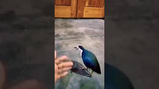 Burung Ruak-Ruak Jinak!#shorts #kicaugaruda #kicaumania #burungruakruak