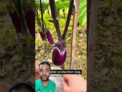 افكار جميله الحفاظ على الثمار من الحشرات