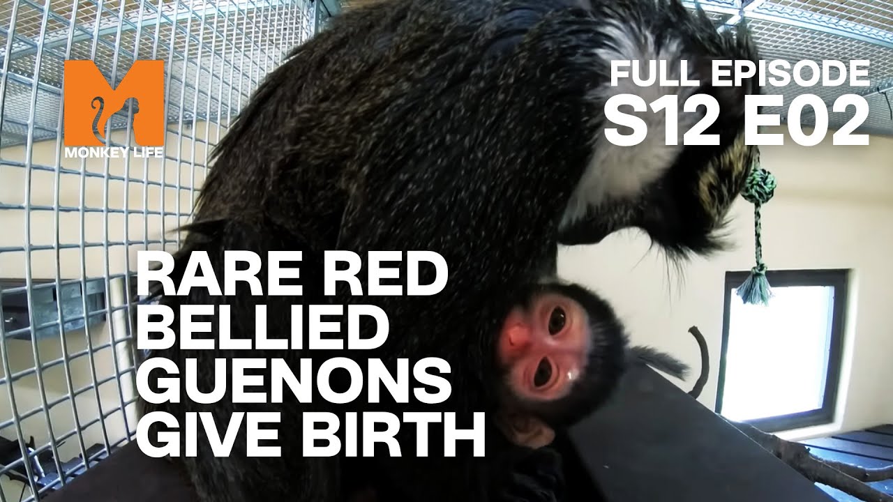 Only Red Bellied Guenons in Captivity Have A Baby | Season 12 Episode 2 | Full Episode | Monkey Life