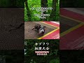 アトラスオオカブト ルーディー vs クベラツヤクワガタ ジョン #昆虫 #クワガタ #昆虫バトル #カブトムシ