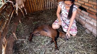 Menidurkan Kambing || Learn To Control Goats #2 Menidurkan Kambing || Learn To Control Goats #2