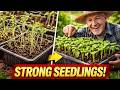 Stop Growing Leggy Plants! The Secret to Thick and Strong Seedlings Fast and Easy