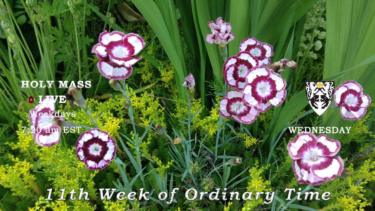 🍀 LIVE - Holy Mass : Wednesday 11th Week of Ordinary Time (June 17 ...