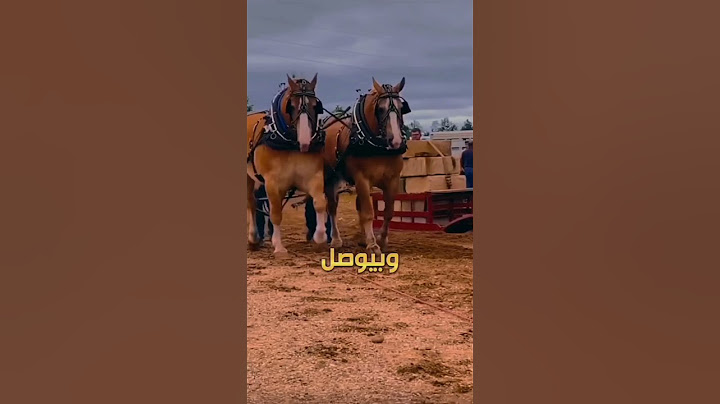 أغرب سلالات الخيل
