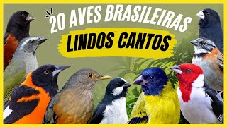20 Beautiful and Striking BRAZILIAN BIRDS and their SONGS!!! screenshot 1