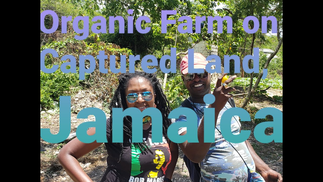 Incredible Farm on Captured Land Jamaica YouTube
