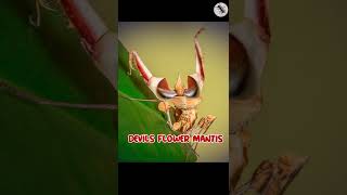 Belalang Sembah Cantik dan Unik #shorts #seranggatv #mantis #cantik #unik