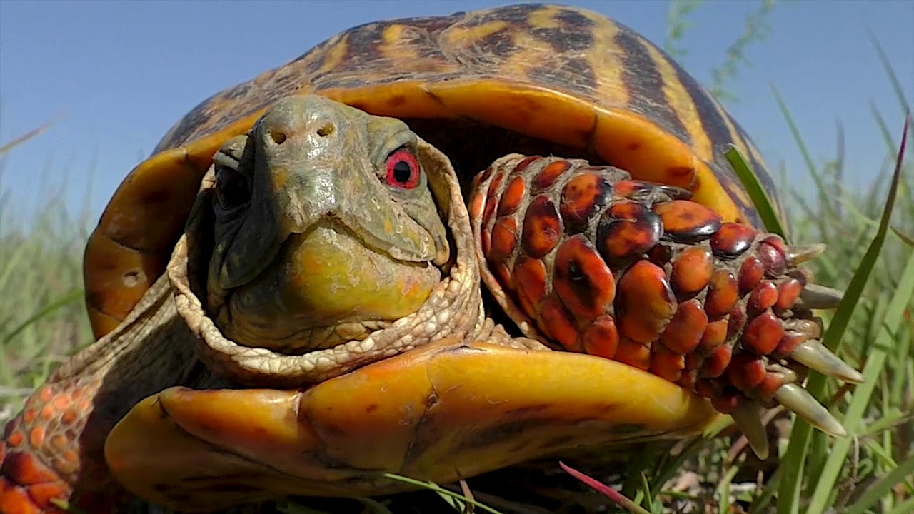 Best Clips 2018 mbo blog