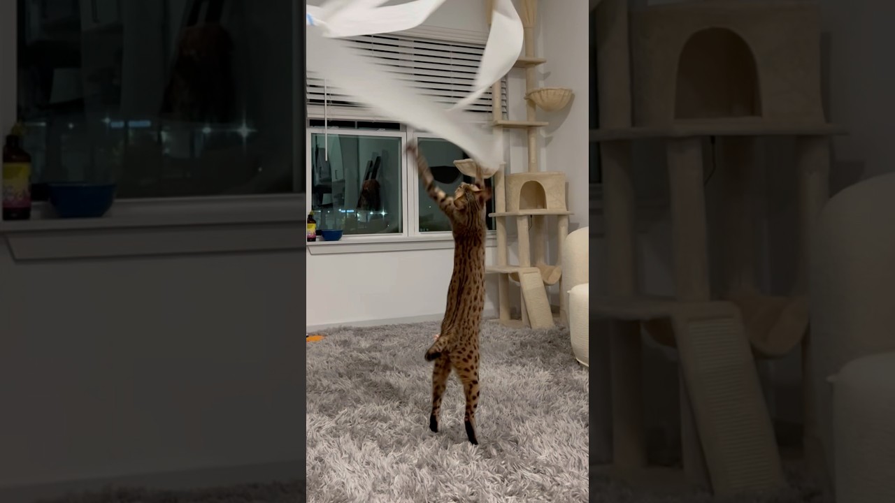 Это может быть любимая игрушка Кики.