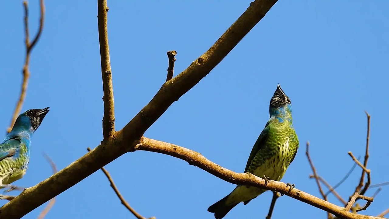 Swallow Tanager, Two young males competing for territory, Tersina