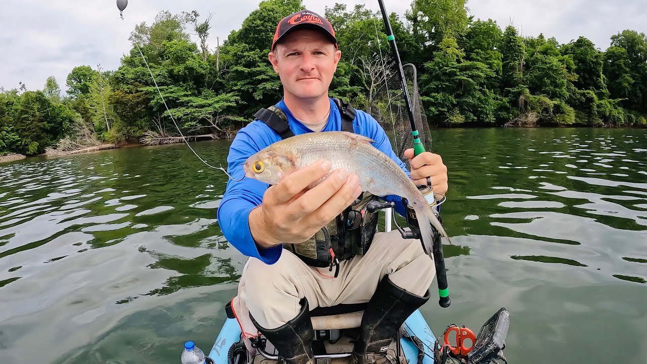 4 Hours of Kayak Catfishing on the Tennessee River | How to Catch Catfish  Drift Fishing with Shad