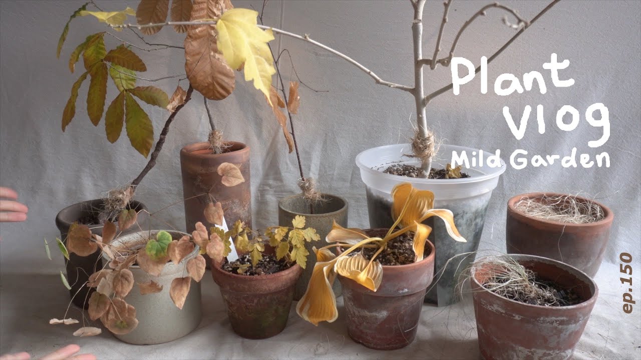 [Plant Vlog] 나무에게 지푸라기 옷을 만들어 준 적 있나요? ☃️ 나뭇잎으로 월동 준비 완료! ep150