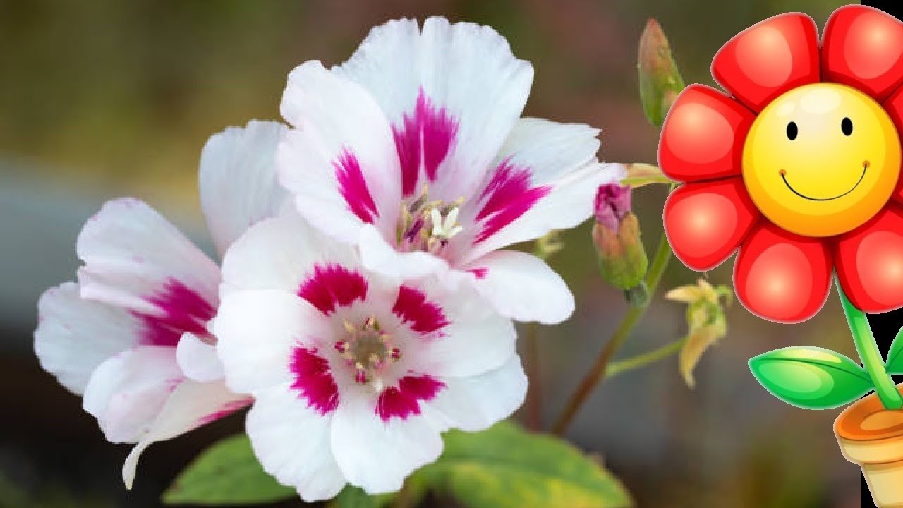 AMAZING FLOWERS of the World GARDEN   Clarkia amoena Onagraceae   flower 2023 