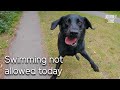 78. Algae stops my lab swimming, I pass Willington &amp; Burton on Narrowboat