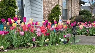 Tulip update! 600 tulips beautifully blooming for over 5 weeks. by Horticulture Geek 320 views 1 month ago 9 minutes, 27 seconds