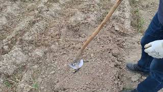 Vađenje krumpira. Ručno. Kakav je urod kod vas? Bila je suša.