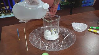 Famous Science Hacks With Sam Jacques: Fizzy Easter Eggs Net Worth