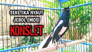 SEKETIKA NYAUT JEBOL EMOSI KONSLET !! PANCINGAN KACER GACOR PASTI NYAUT AMPUH.