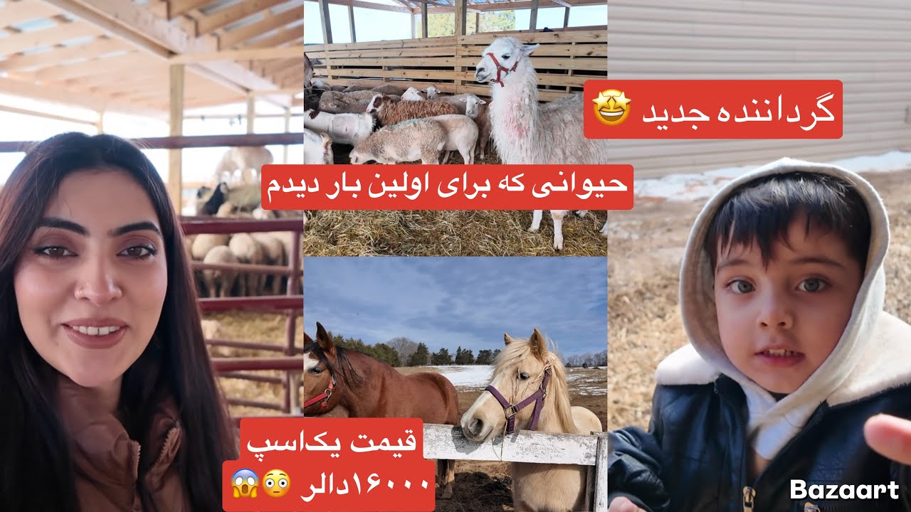 اسپ ۱۶ هزار دالری 😱😳 و حیوانی که برای اولین بار دیدم 🤩visited the biggest Afgha halal farm in VA