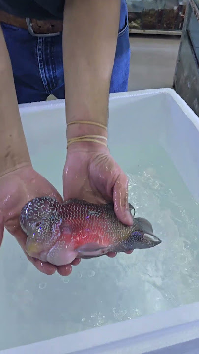 Insane new Flowerhorn Cichlid -  MEGAMIND  #TropicalFish #Flowerhorn#ExoticFish #CichlidKeeper