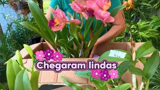 Cuidados que tenho quando chegam novas orquídeas, abrindo caixa da alegria!😍💐