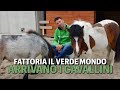 I nostri Miniature Horse Mario e Speranza tornano a casa