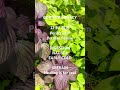 Zi Su 紫苏 | Bloating, Nausea & Early Cold | God’s Pharmacy