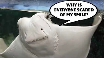If Ocean Animals Could Talk