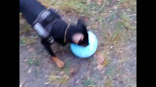 Yagd Terrier Dzhonik, Future Star Of Dynamo Kiev