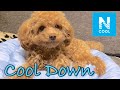 【ニトリ】Nクールのペットベッドでヒートアップするも、最後はクールダウンに着地してくれる犬が可愛いｗ【トイプードル】