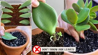 How To Grow Unlimited Jade Plants From Just One Leaf