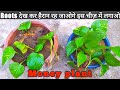 How to  grow  money plant from leaf in soil | How to grow money plant from leaf |Money plant ||