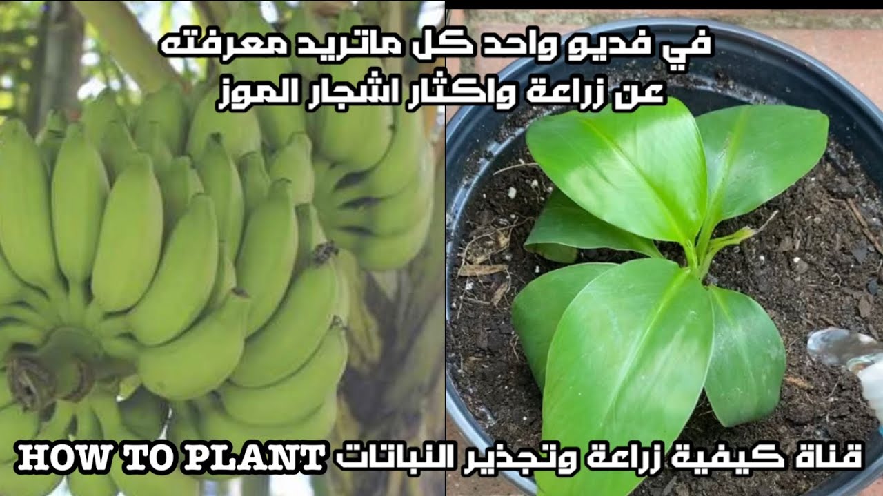 زراعة فاكهة الموز في المنزل وأكثاره بسهولة ومعلومات مهمه