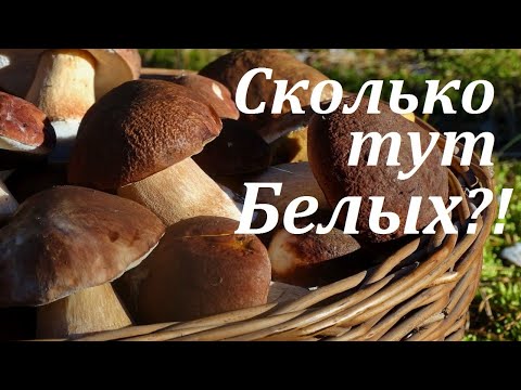 Сбор БЕЛЫХ Грибов.