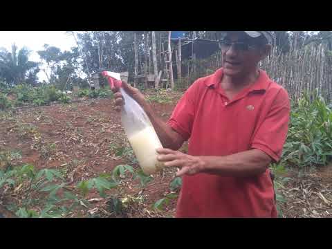 Vídeo: A Mosca Do Broto é Inimiga Do Jardineiro