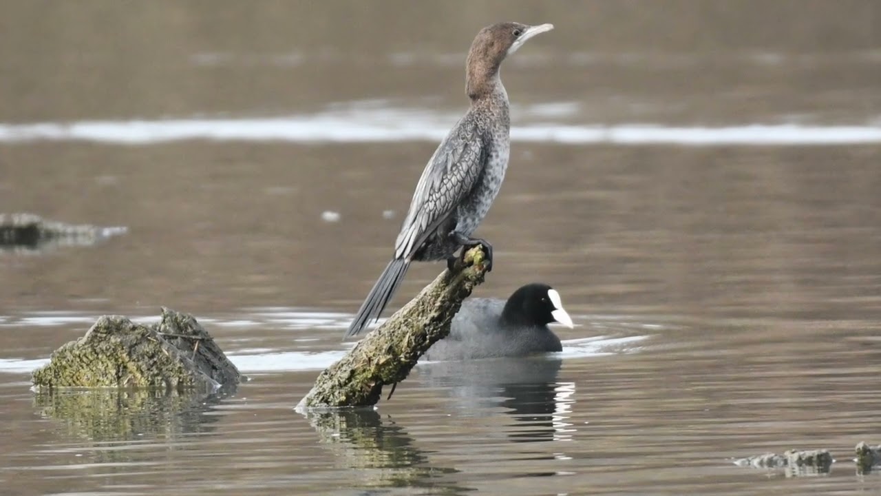 Marangoni minori con abluzioni e versi