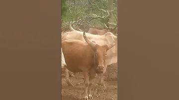 Nyanda Masyu Ma Nzagamba Yake 