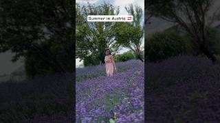 Lavender field???#summervibes #blumengarten#summer #flowers