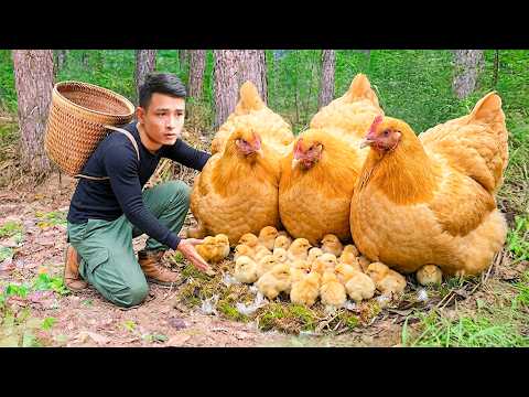 Catching Wild Chickens, Mountain Farm Care & Cooking from Scratch - Off-Grid Homesteading Life