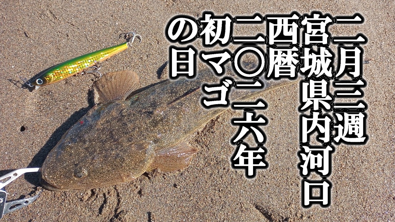 2月3週 宮城県内河口 西暦2026年 初マゴの日