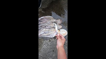 Cách câu Bạch Tuộc ở Nhật Bản