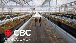B.C.’s agricultural sector calls for more young farmers