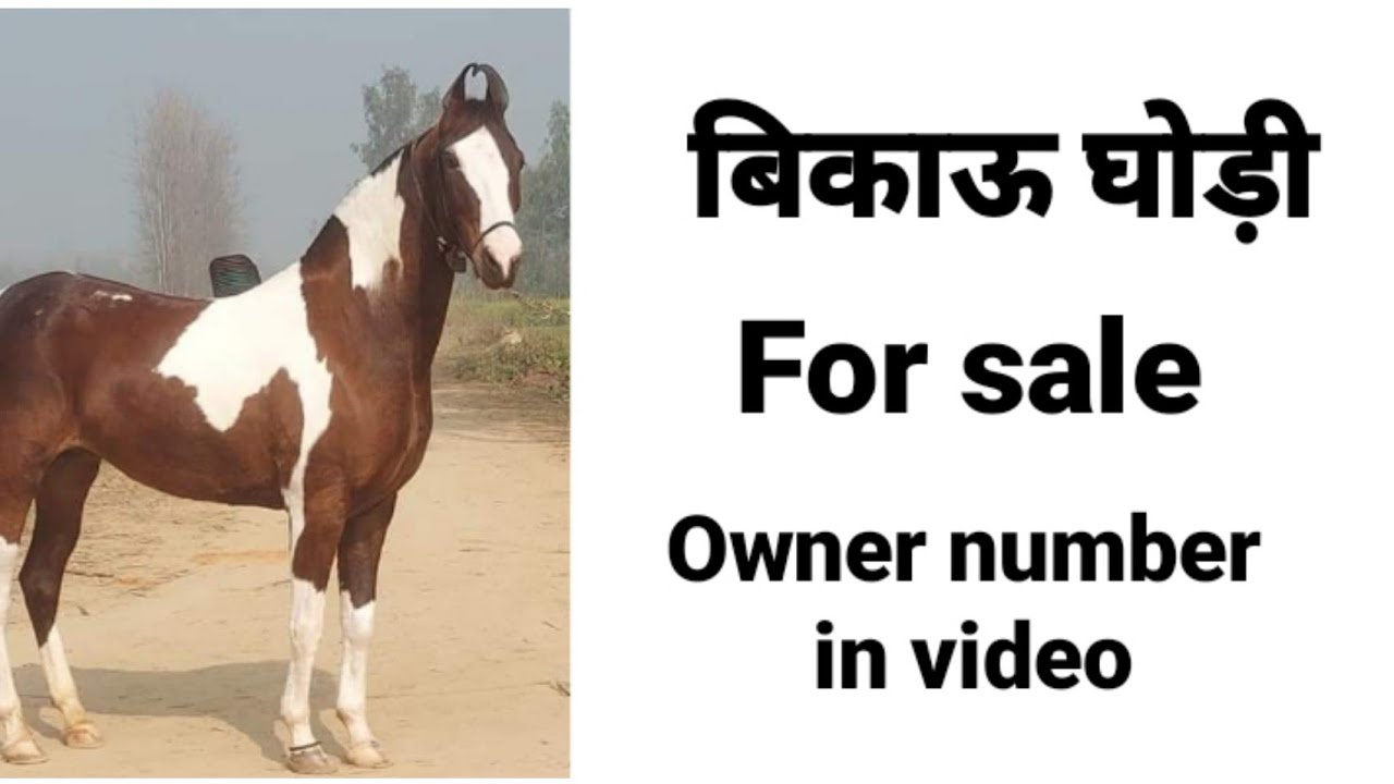 mare for sale horse for sale in india marwari horse price 